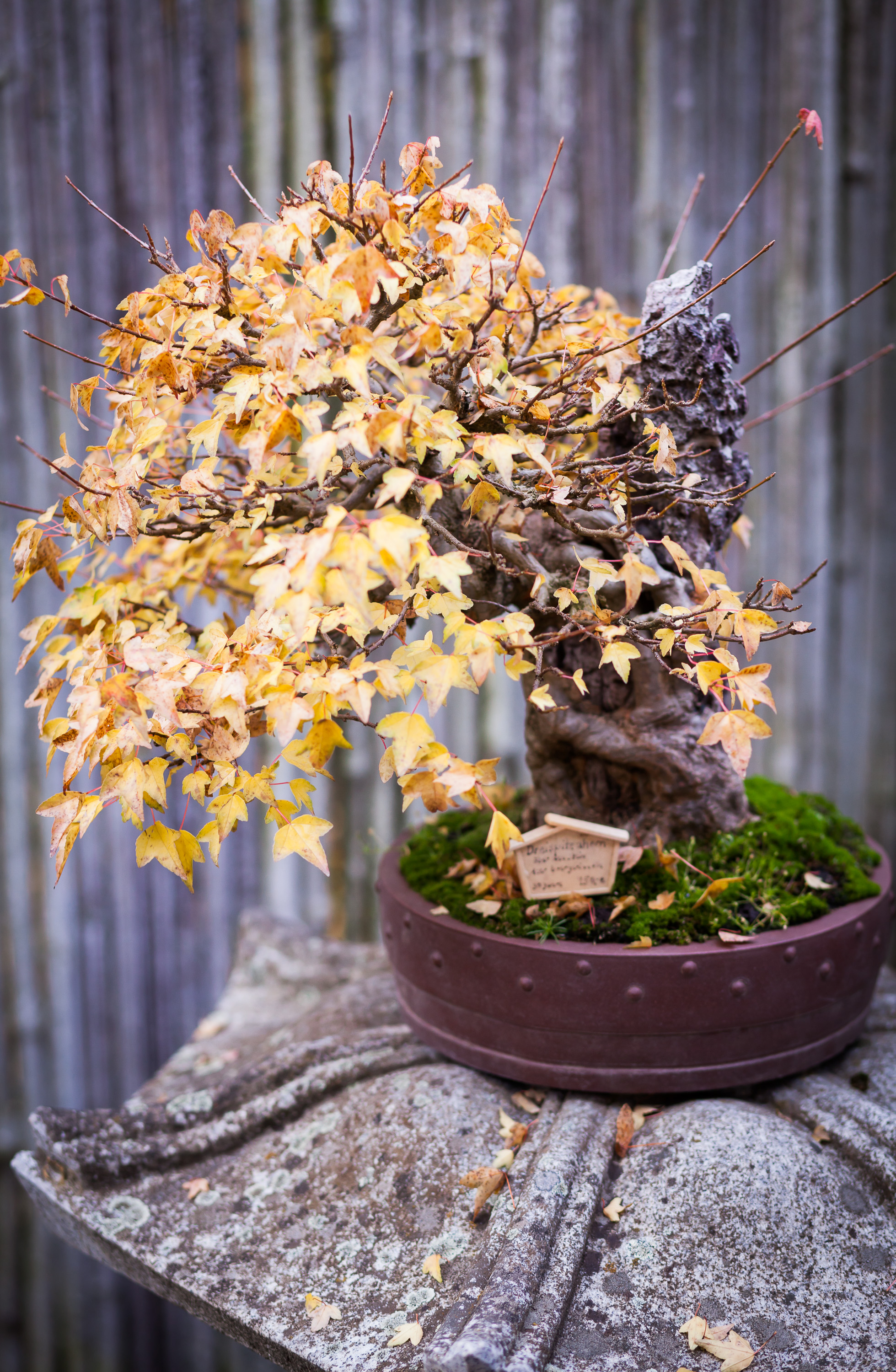 Japanese Garden Near Potsdam Photo Gallery