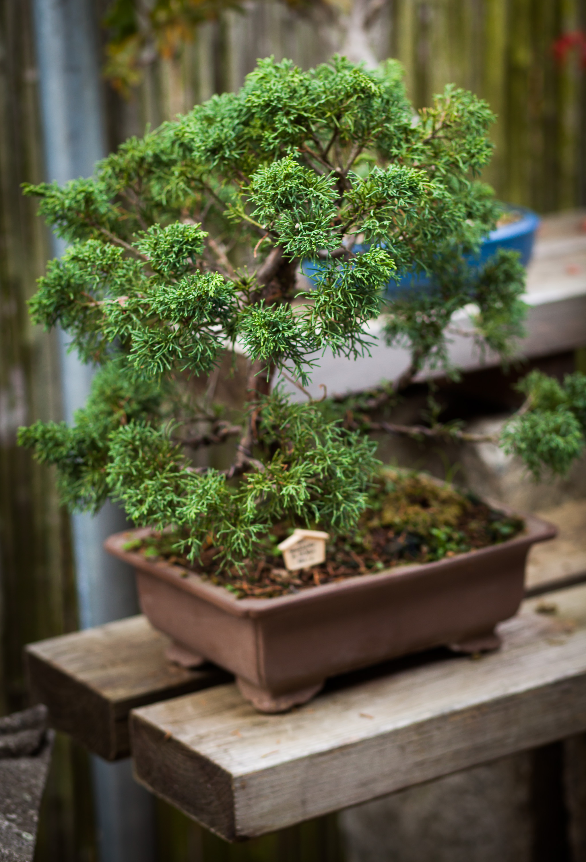 Japanese Garden Near Potsdam Photo Gallery