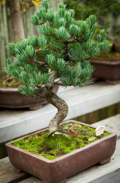 Japanese Garden Near Potsdam Photo Gallery